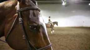 Breakdown: Death and Disarray at America's Racetracks