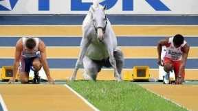 Totally Random Funny Horse Videos - Try Not To Laugh 2021 | Gangster Pet