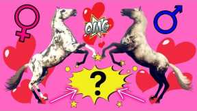 BREEDING MY FAVOURIOTE COMBINATIONS ON RIVAL STARS HORSE RACING!!