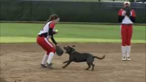 Most Unexpected Animal Interference Moments in Sports | Funny Invasions & Interruption