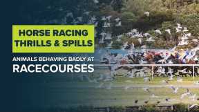 FUNNY HORSE RACING MOMENTS: Racecourse thrills & spills from the equine sport of kings | Horse fails