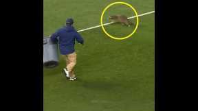 Rare Moments With Animals 🤯