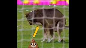 Rare Moments with Animals 🤯 #10