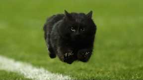 Best Animal Interference Moments in Sports #1 (Cute/Funny Moments)