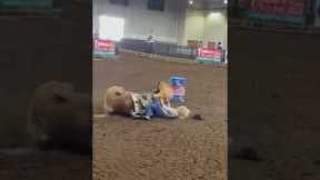 barrel racing accidents 😰