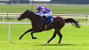 Aidan O'Brien's exciting youngsters create big impression at the Curragh 👀