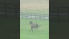 Jockey falls off horse at 40mph
