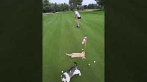 ⛳🐱Just Look How Cute They Are! Crazy Funny Cats Putting!  #golfshot #golfputting #crazygolf #golffun