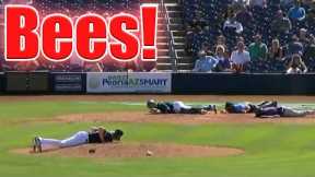 Craziest Animal Interference Moments in Sports #5