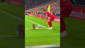 Raccoon Hijacks the Corner Kick 😂🦝⚽ #football #soccer #funnymoments