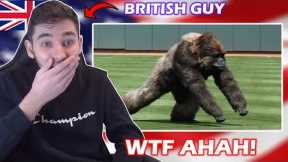 British Guy Reacts to Craziest Animal Interference Moments in American Sports History