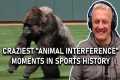 Craziest Animal Interference